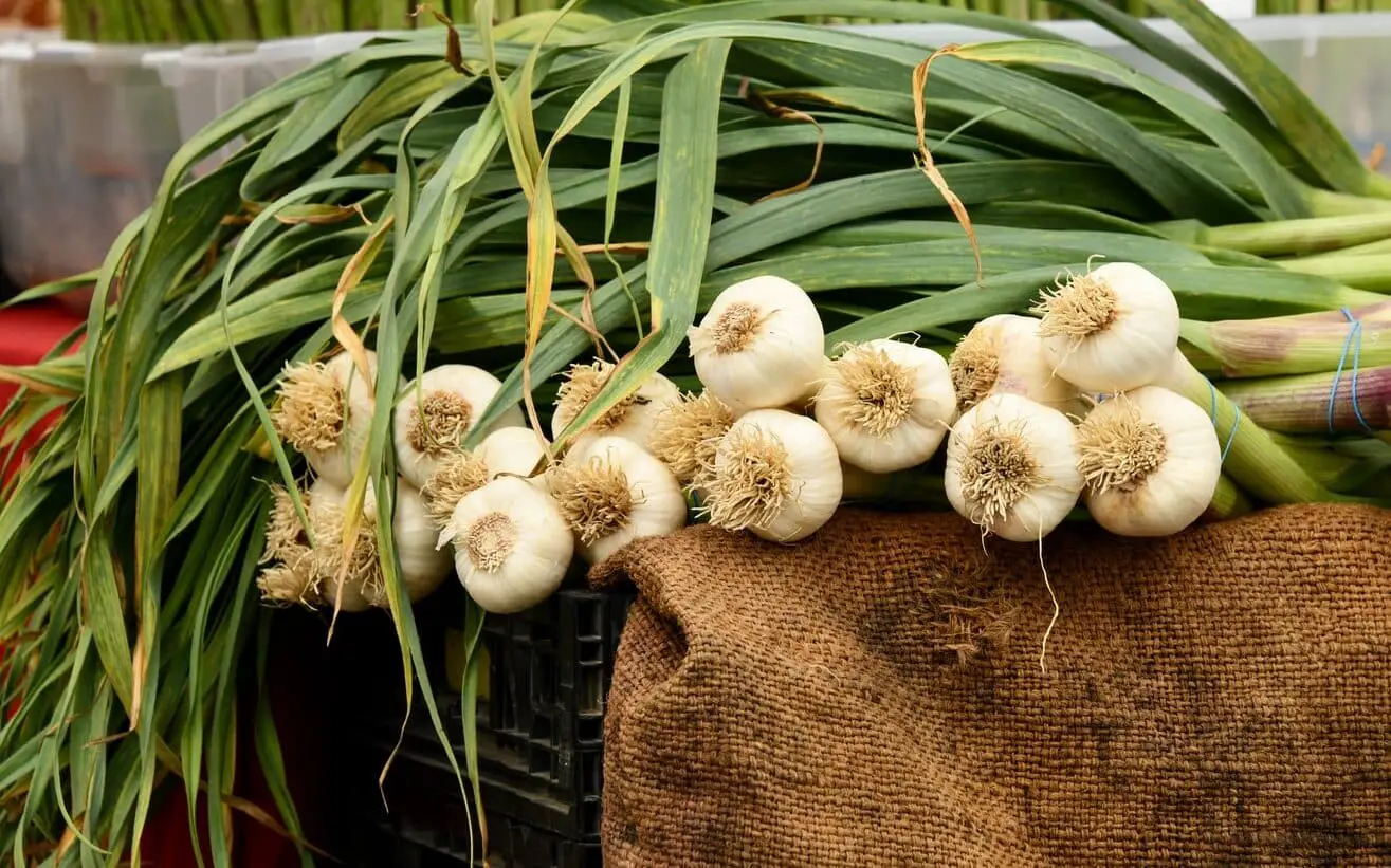 a bundle of bulbs of garlic