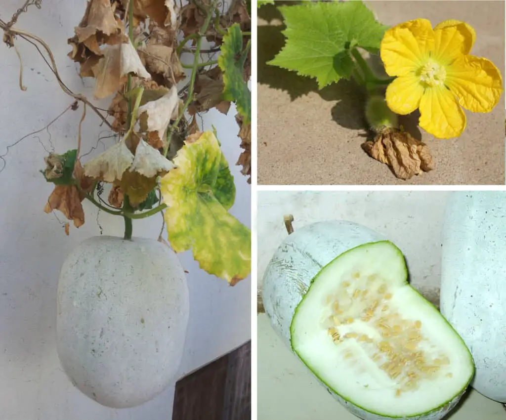 Images of flowering winter melons