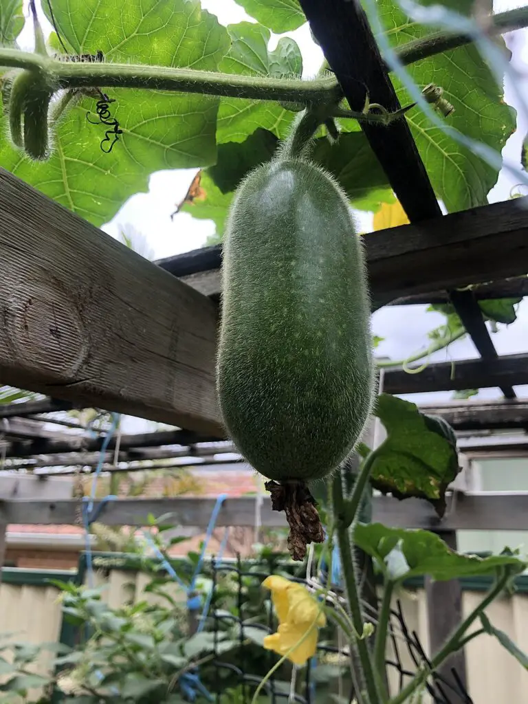 A hanging winter melon or wax gourd