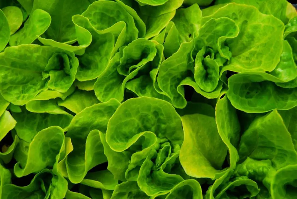 Close up of a Boston Lettuce