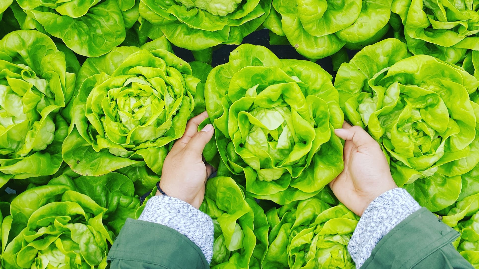 Boston Lettuce | The Ultimate Guide to This Obscure Leafy Green